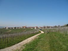 Weil am Rhein Weiler Weinweg 027.jpg